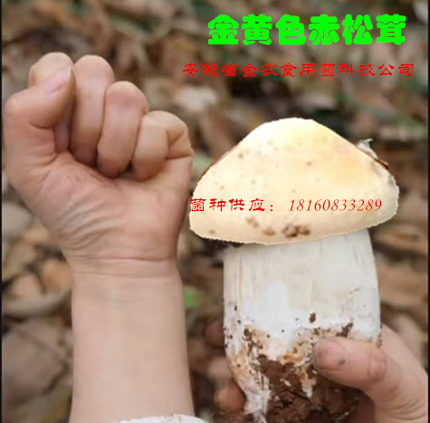 金黄色赤松茸4.jpg