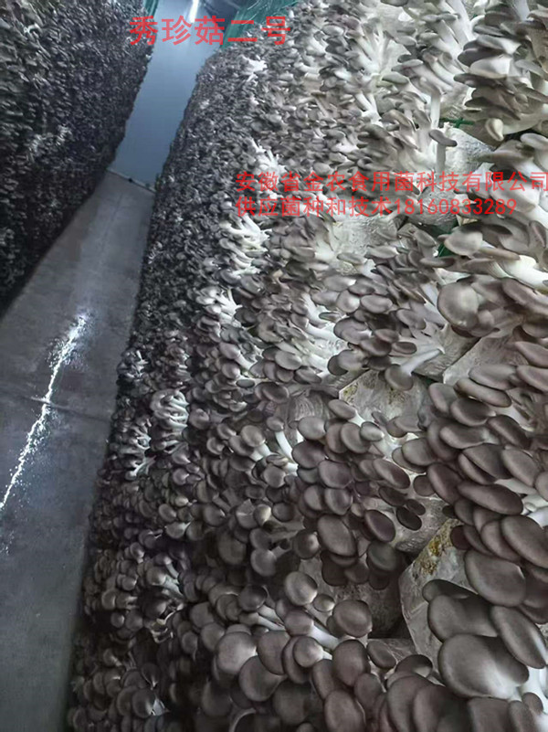 秀珍菇二号3.jpg