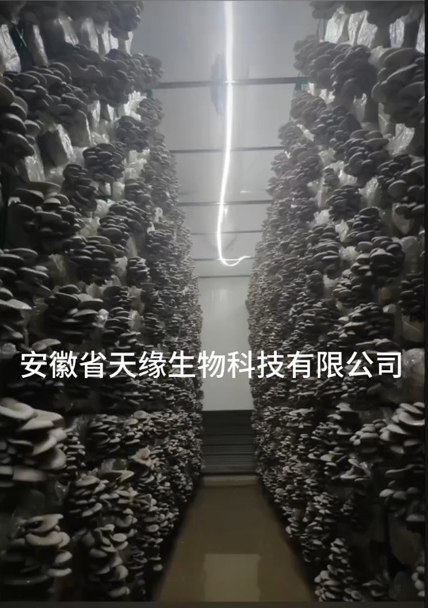 工厂化平菇3.jpg