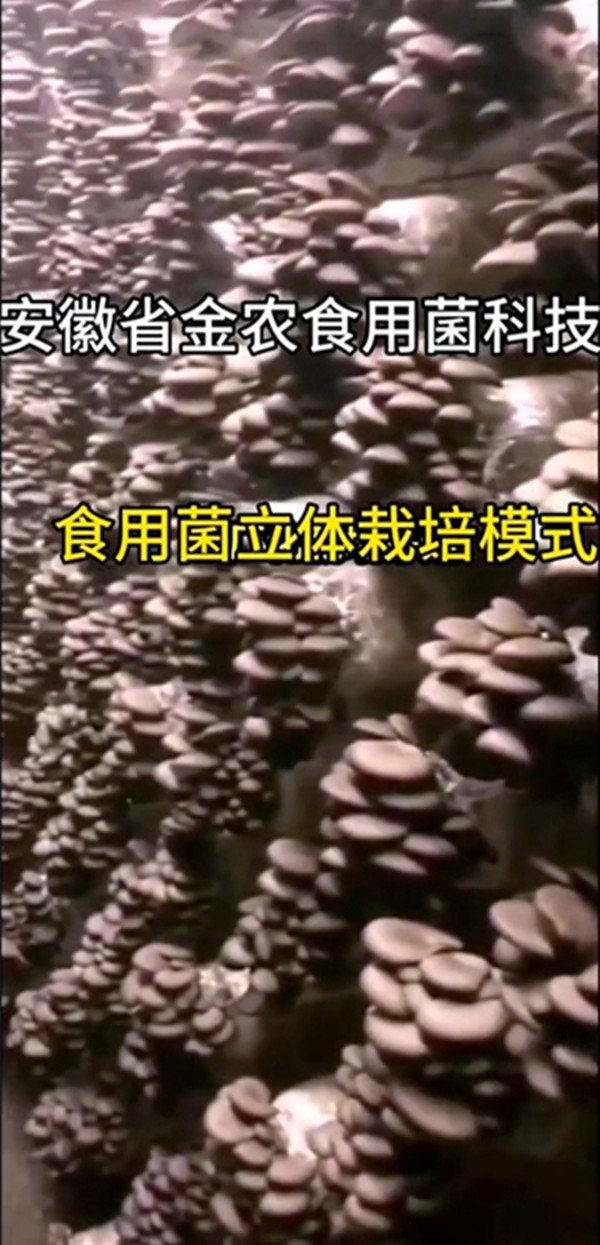 工厂化平菇1.jpg