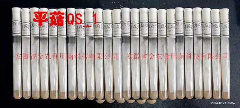 工厂化平菇母种.jpg
