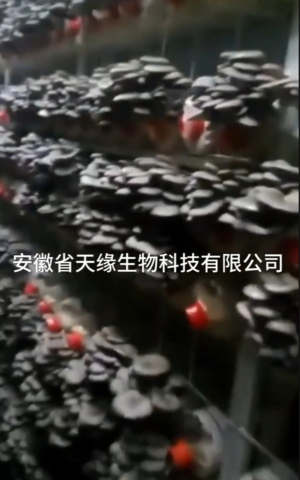 工厂化平菇2.jpg