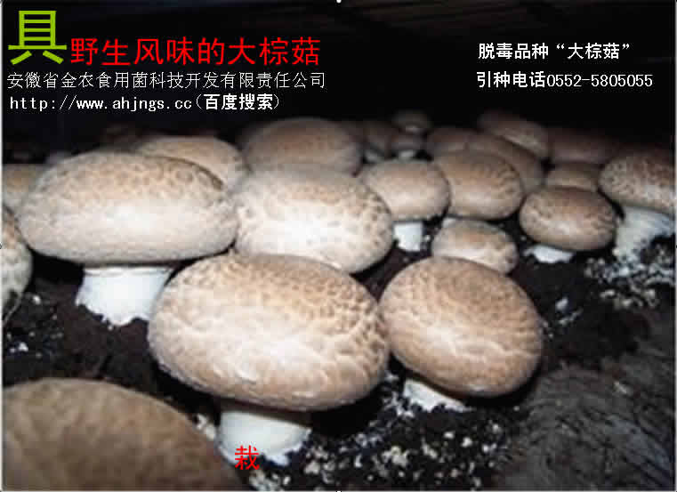 独具野生风味的“大棕菇”脱毒菌种(图1)