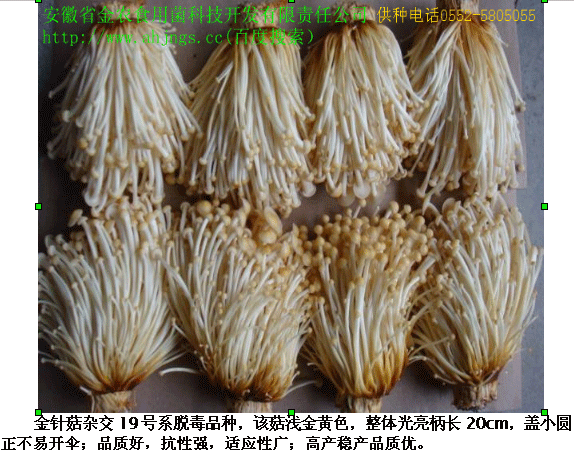 金针菇(图1)