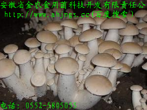特耐高温珍稀菌“大白蘑”(图1)