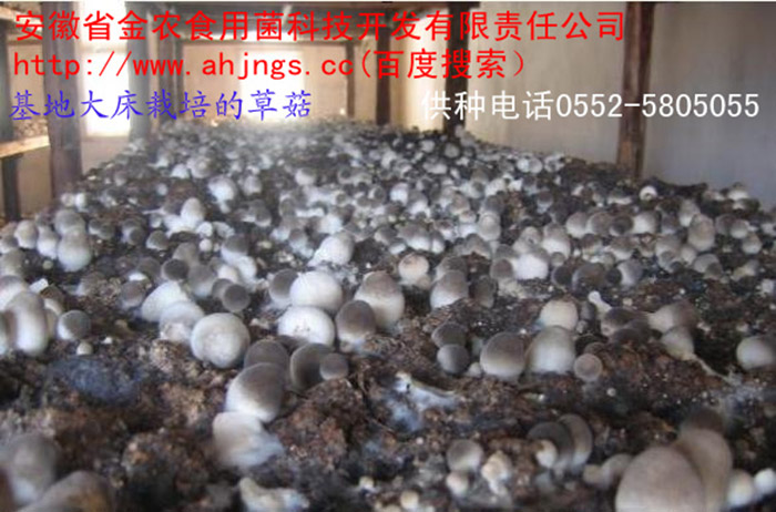 中华草菇一号脱毒菌种(图3)