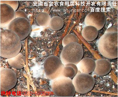 中华草菇一号脱毒菌种(图4)