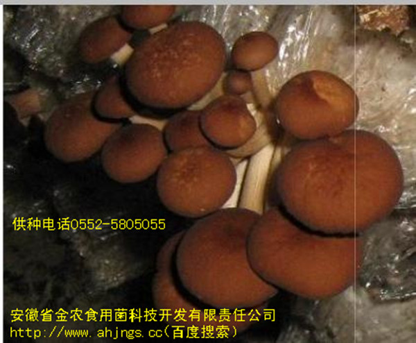 茶树菇B1脱毒菌种(图3)