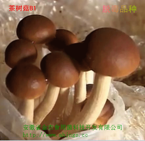 茶树菇B1脱毒菌种(图2)