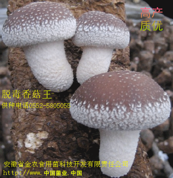 香菇王(图1)
