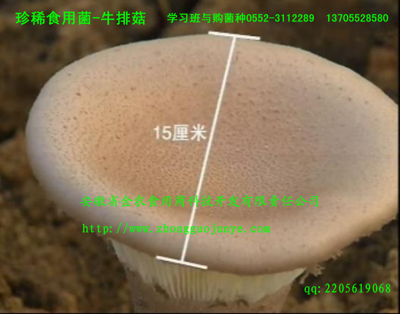 珍稀药用菌——虎奶菇(图1)