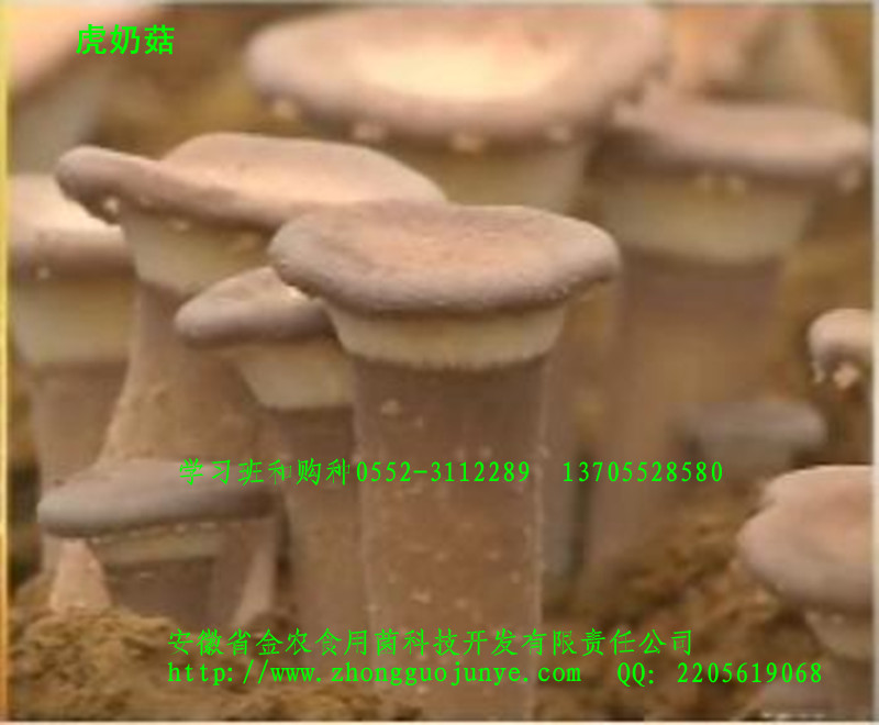 珍稀药用菌——虎奶菇(图2)