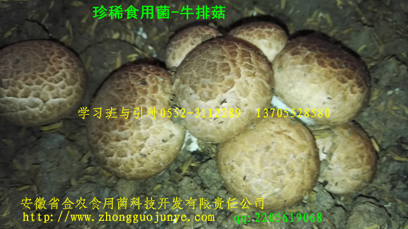 珍稀食用菌——牛排菇(图2)