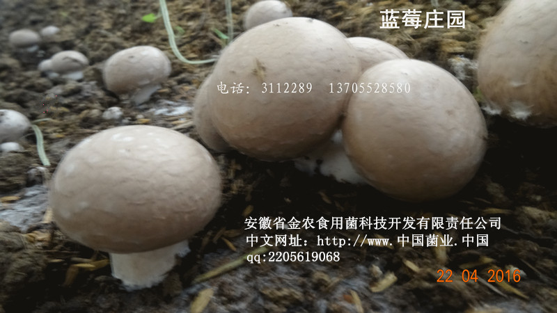 珍稀食用菌——牛排菇(图3)
