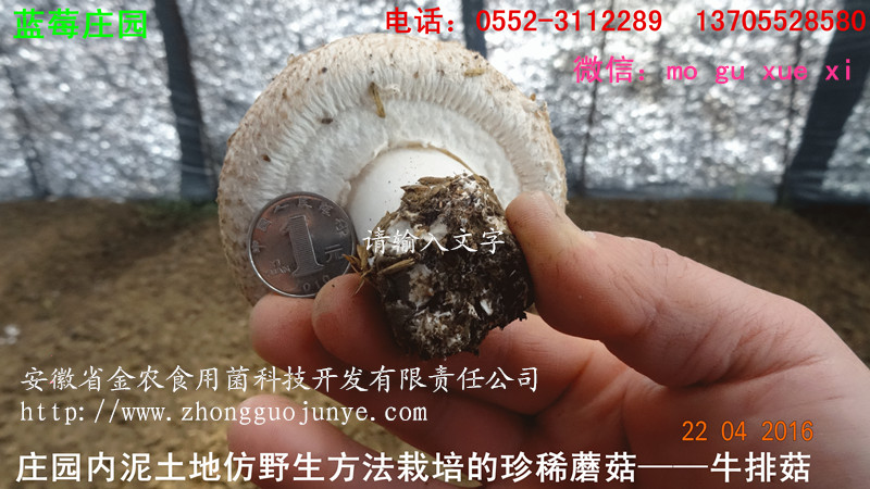 珍稀食用菌——牛排菇(图4)