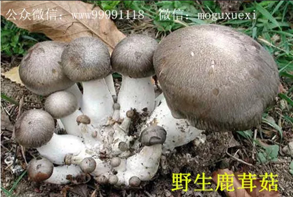 珍稀名优食用菌新品种——鹿茸菇(图2)