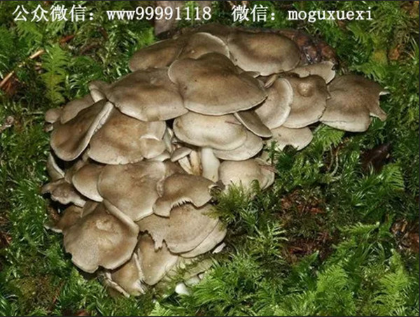 珍稀名优食用菌新品种——鹿茸菇(图13)