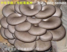 中华平菇二号脱毒菌种