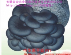 中华黑平菇脱毒菌种