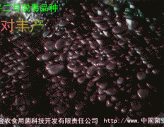 中华平菇二号脱毒品种
