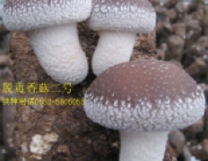 中华香菇二号脱毒菌种