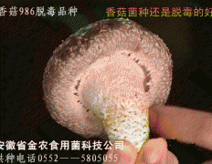 香菇986脱毒菌种