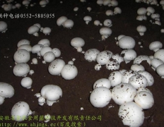 高温白蘑菇