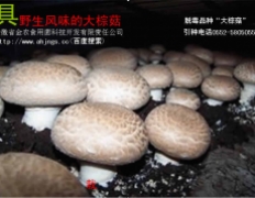 独具野生风味的“大棕菇”脱毒菌种