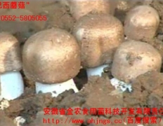 珍稀食用菌“巴西蘑菇”脱毒菌种