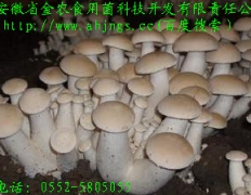 特耐高温珍稀菌“大白蘑”