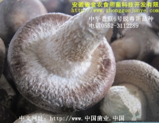 中华香菇六号脱毒新品种