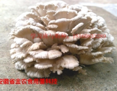 珍稀食用菌——白参菌