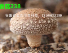 香菇新菌株——香菇238