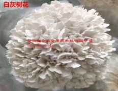 珍稀食用菌——白色灰树花