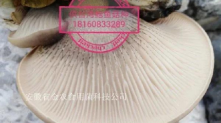 珍稀食用菌——台湾鲍鱼菇