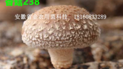 香菇新菌株——香菇238