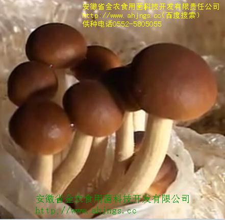 珍稀食用菌-----茶树菇(图4)