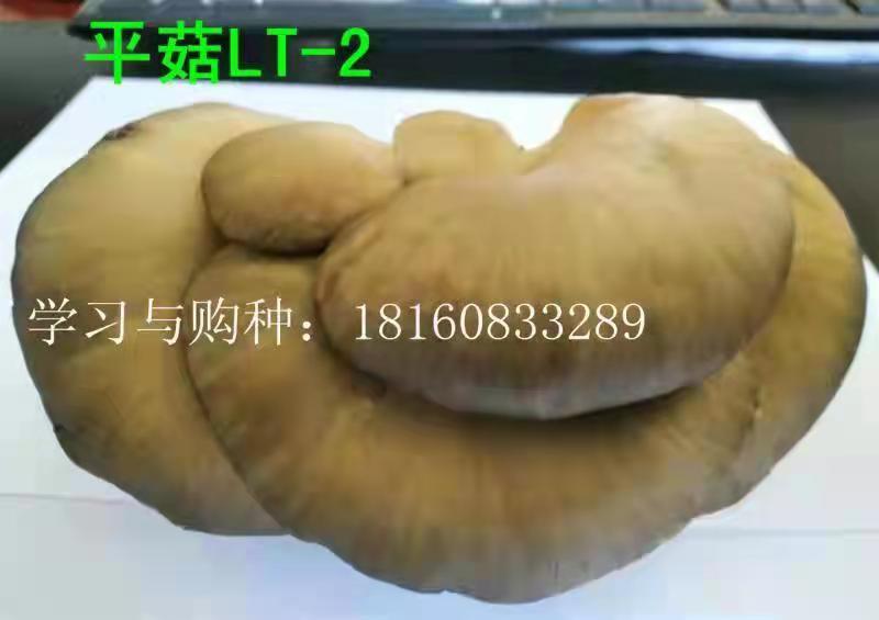 平菇新品种——平LT-2(图1)