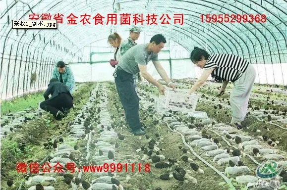 羊肚菌栽培技术学习班招生简章(图9)