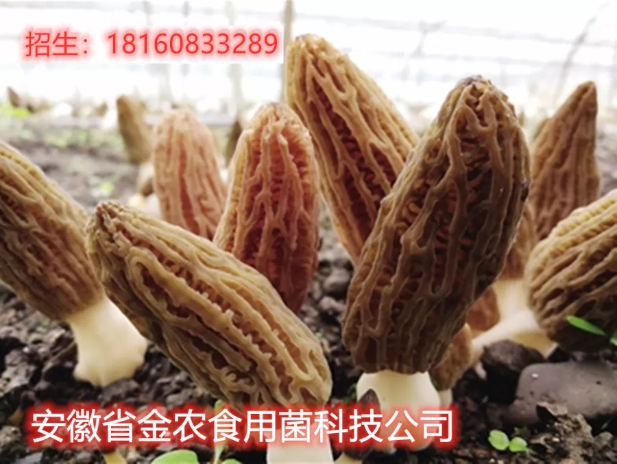 羊肚菌栽培技术学习班招生简章(图19)
