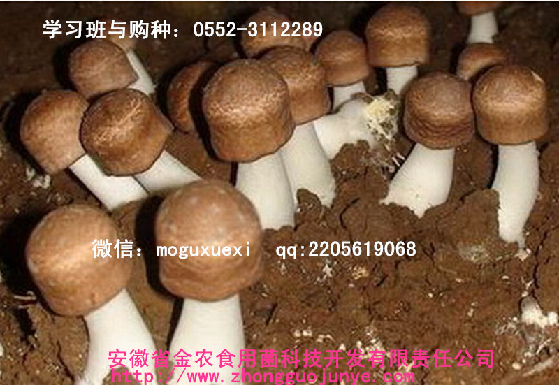 开发珍稀食用菌——巴西蘑菇可行性报告(图3)