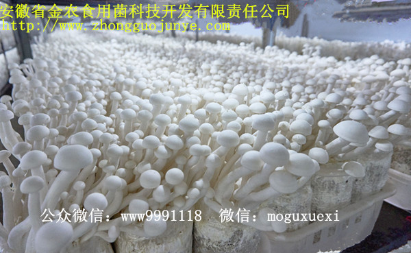 珍稀食用菌——海鲜菇栽培技术（一）(图1)