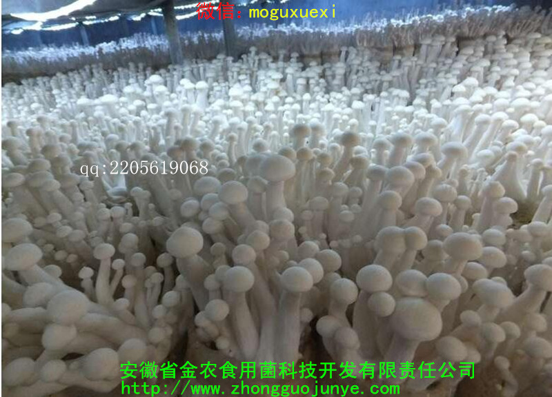 珍稀食用菌——海鲜菇栽培技术（一）(图2)