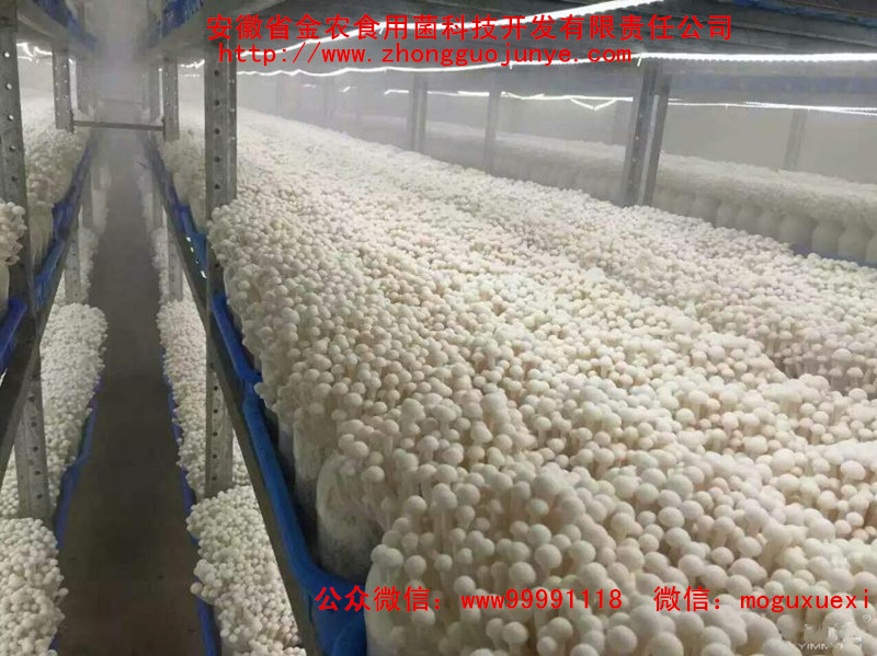 珍稀食用菌——海鲜菇栽培技术（一）(图6)