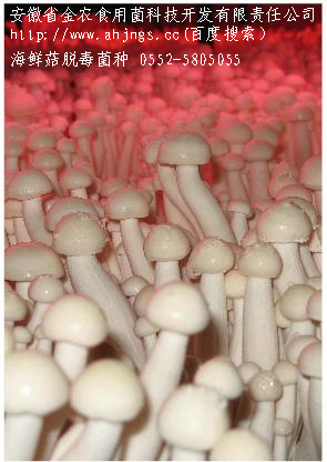 珍稀食用菌——海鲜菇栽培技术（一）(图8)