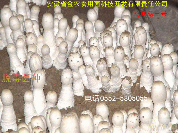 珍稀食用菌——鸡腿菇(图1)