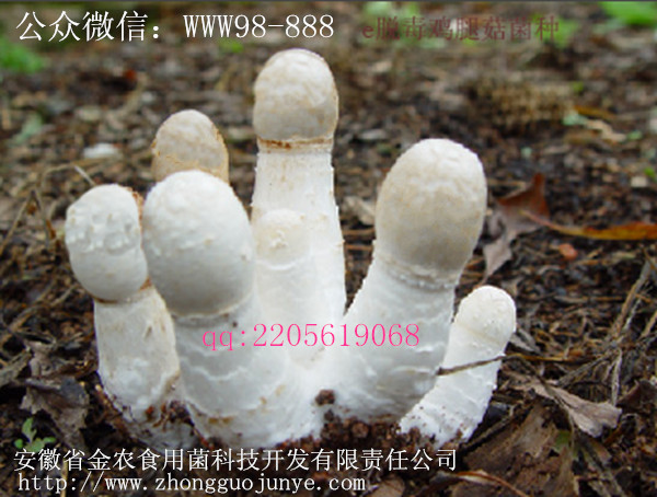 珍稀食用菌——鸡腿菇(图2)