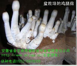 珍稀食用菌——鸡腿菇(图4)