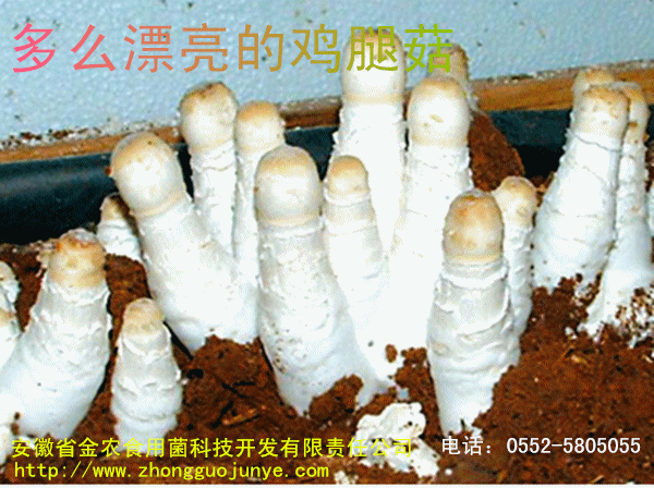 珍稀食用菌——鸡腿菇(图3)