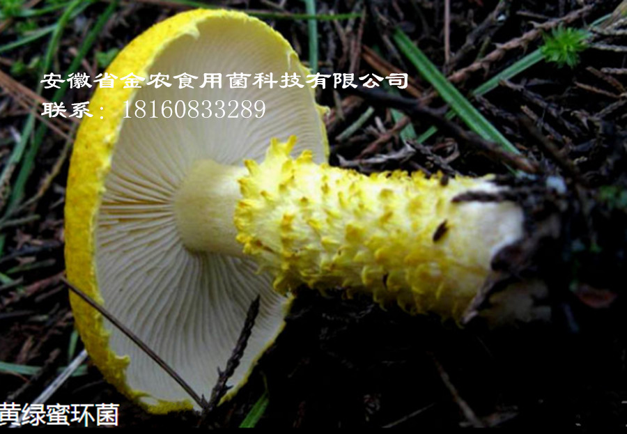 一种蘑菇被誉为“宫廷珍品”你知道它是谁吗(图4)